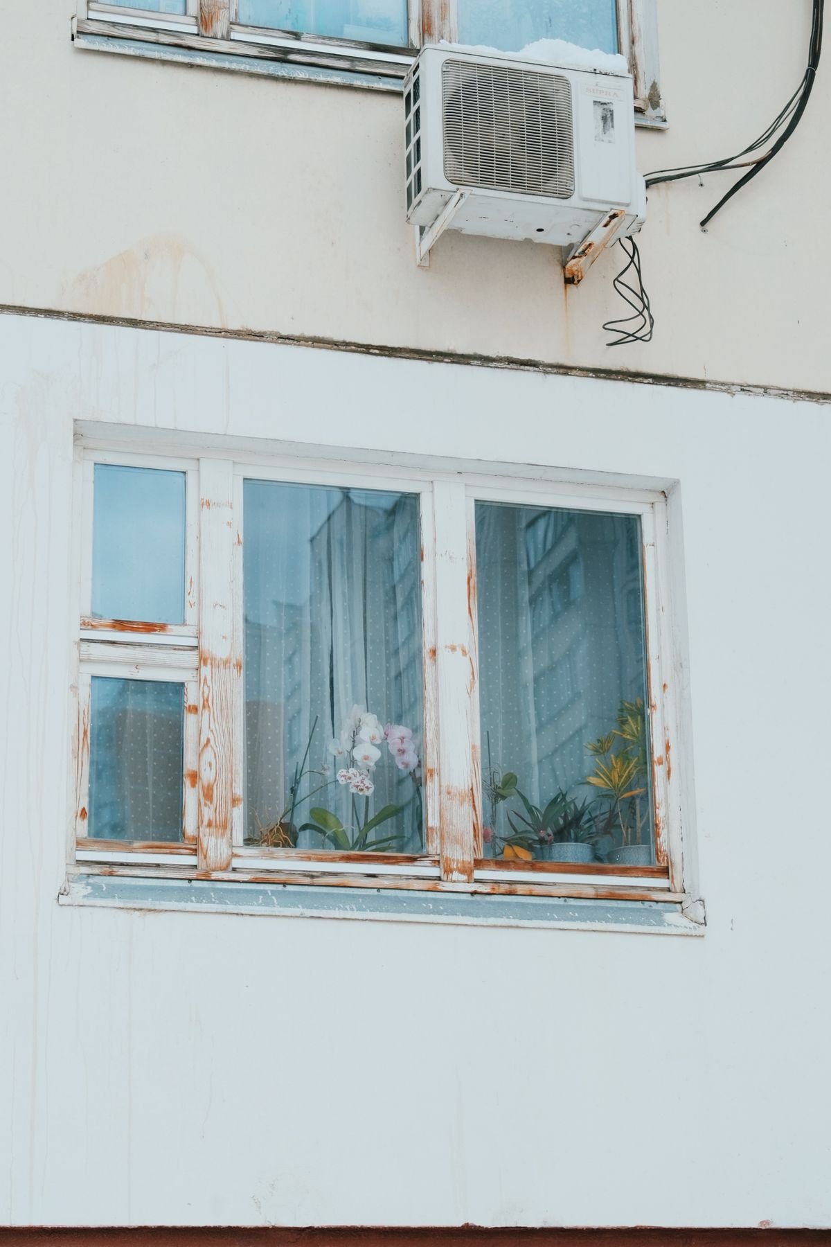 Window with plants and an air conditioner unit