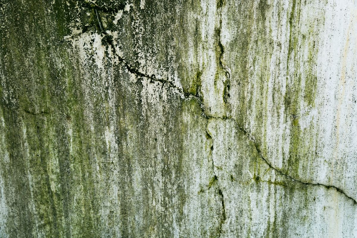 Cracked wall surface with green algae growth from persistent damp