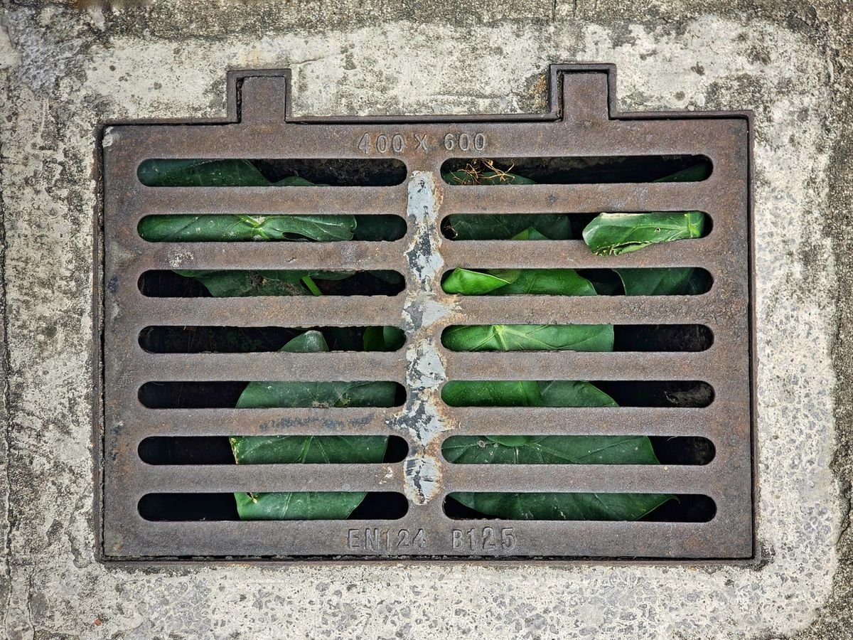 Metal drainage grate with green plants growing through it