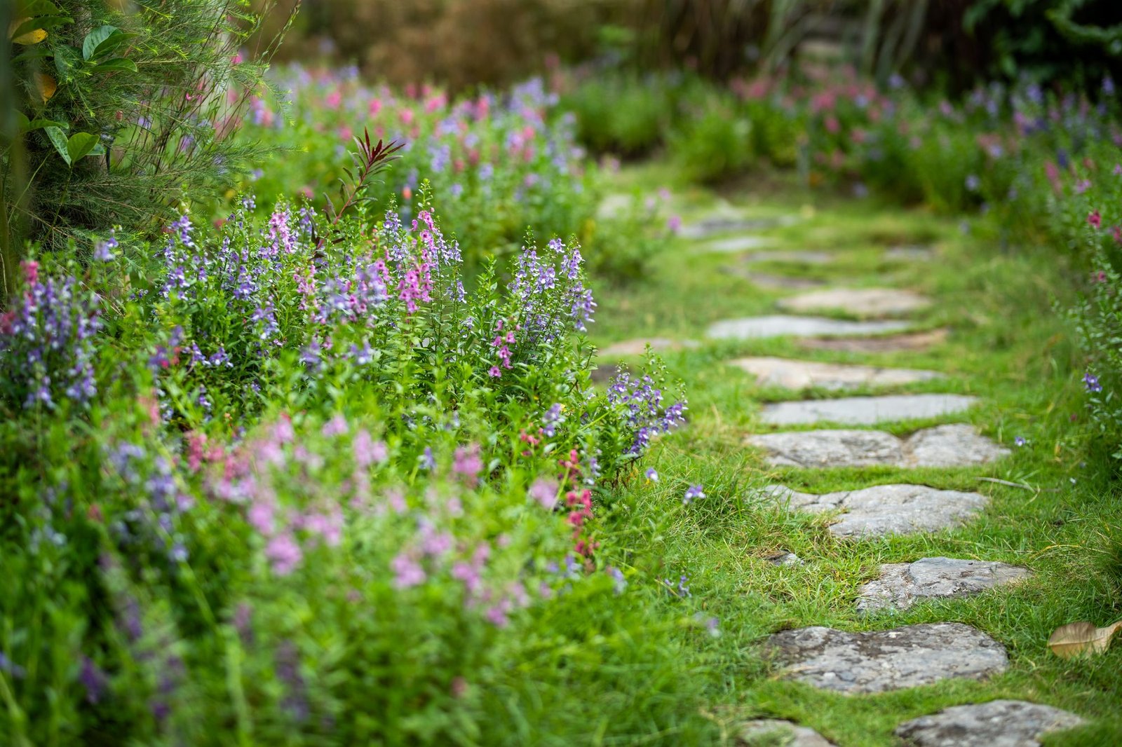 Flagstone garden path winding through blooming wildflowers