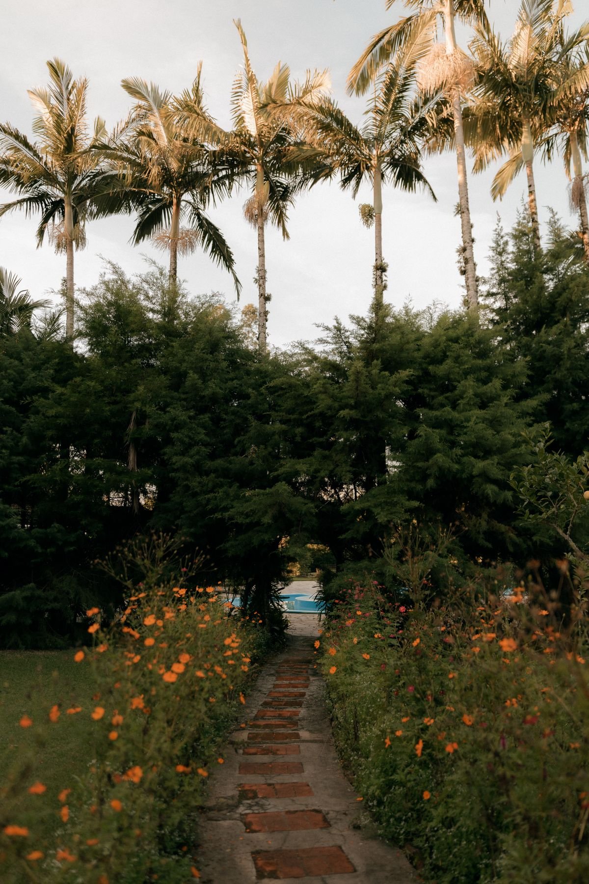 Brick garden path between flower beds with tall palm trees behind
