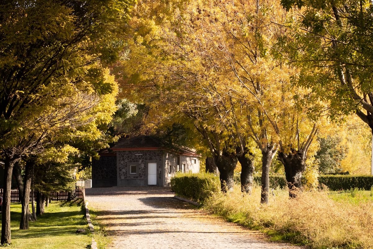 Gravel path leading to a stone building through a row of mature trees