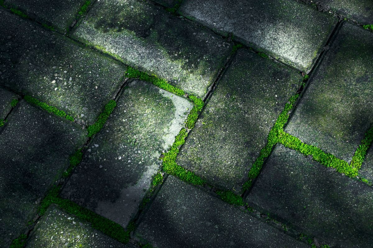Interlock pavers with moss and weeds growing through the joints